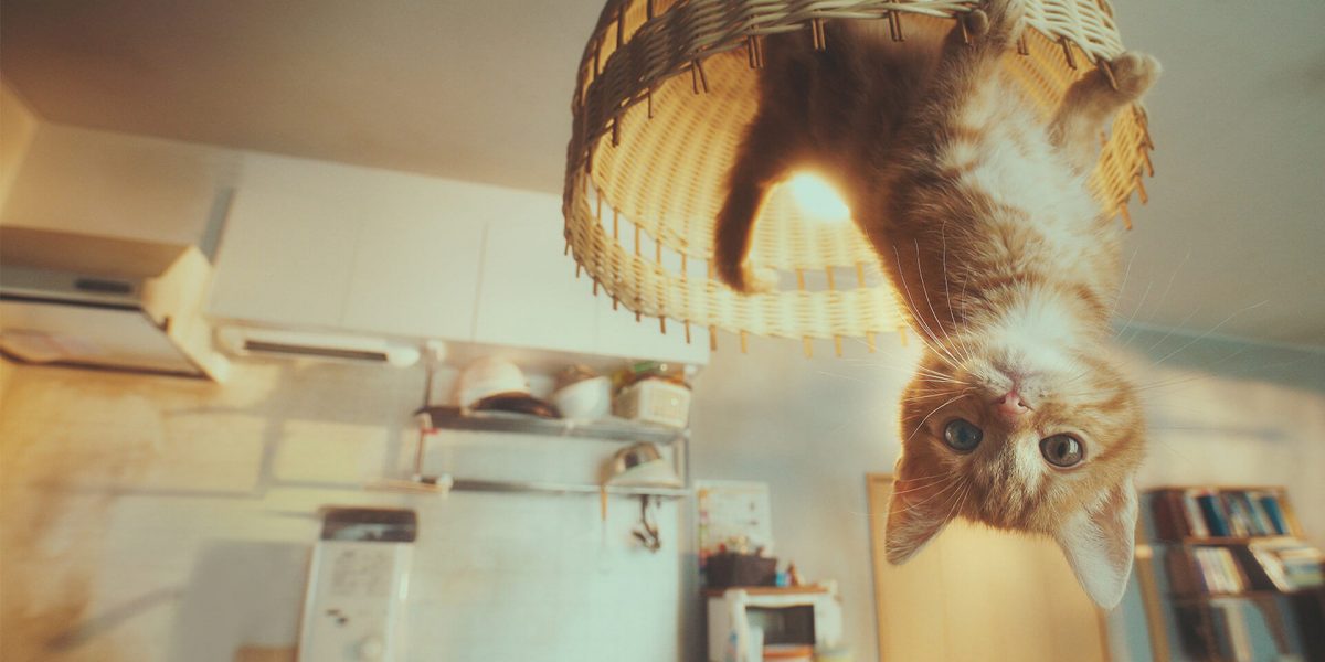 飛簷走壁的可愛小貓——創意廣告《重力貓》挑戰眩暈感官極限