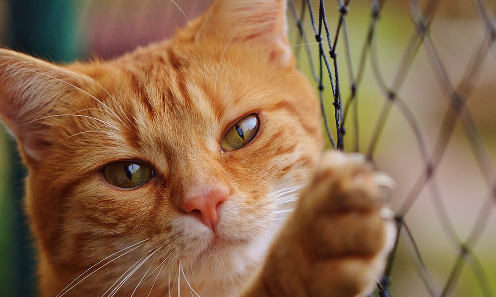 寵物攝影拍攝指南，10個訣竅讓你完美捕捉毛小孩身影